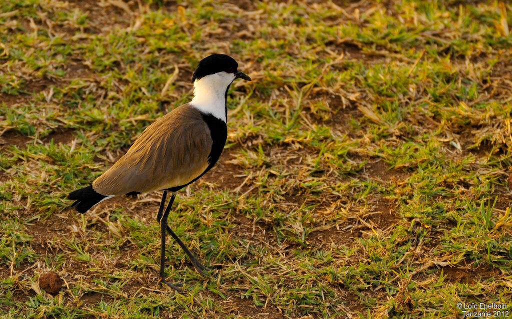 Spur-winged Lapwing