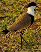 Spur-winged Lapwing