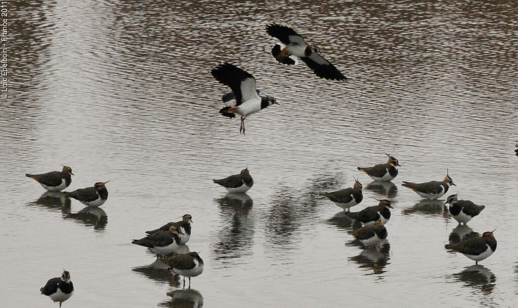 Northern Lapwing