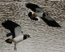 Northern Lapwing