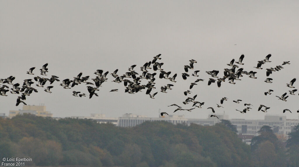 Northern Lapwing