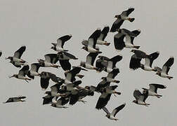 Northern Lapwing