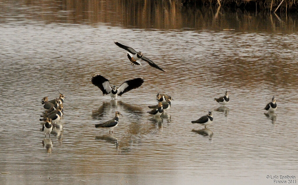 Northern Lapwing