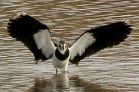 Northern Lapwing