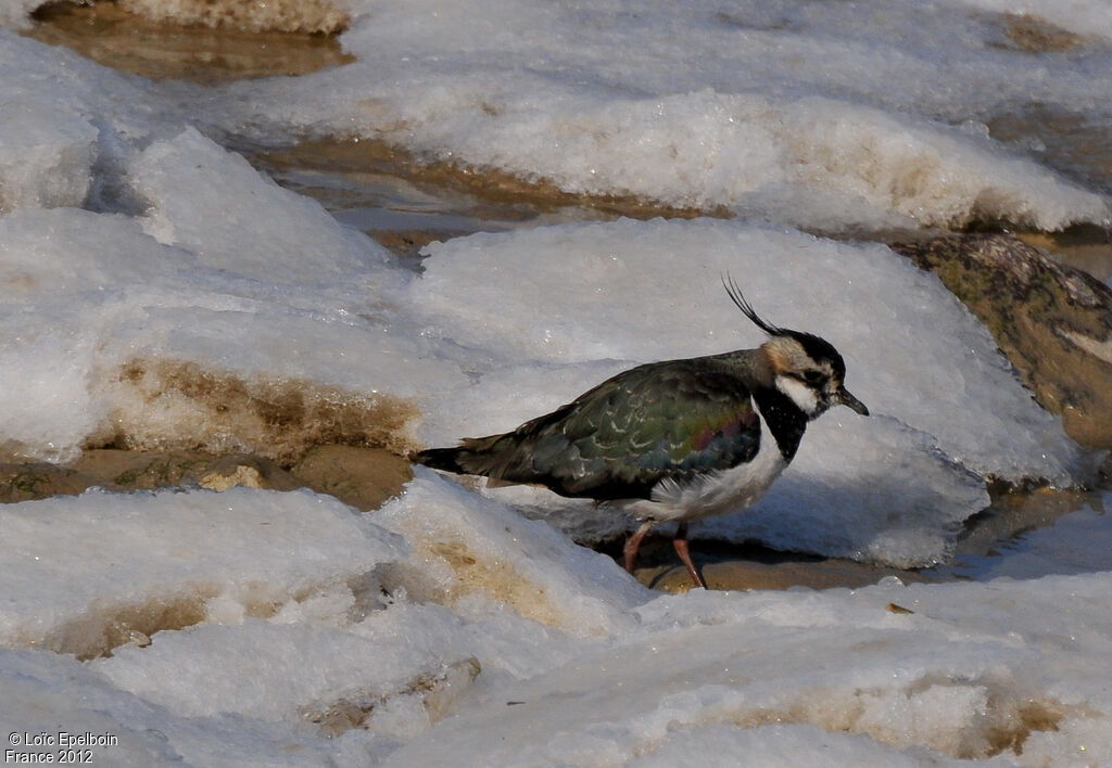 Northern Lapwing