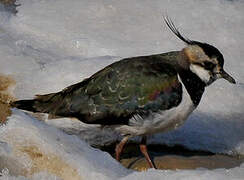 Northern Lapwing