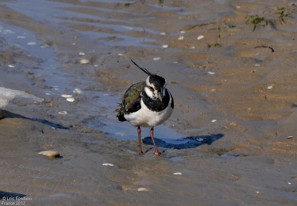 Northern Lapwing