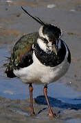 Northern Lapwing