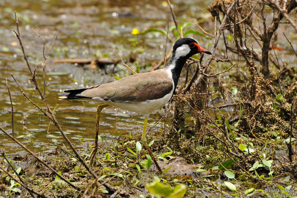 Red-wattled Lapwing