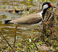 Red-wattled Lapwing