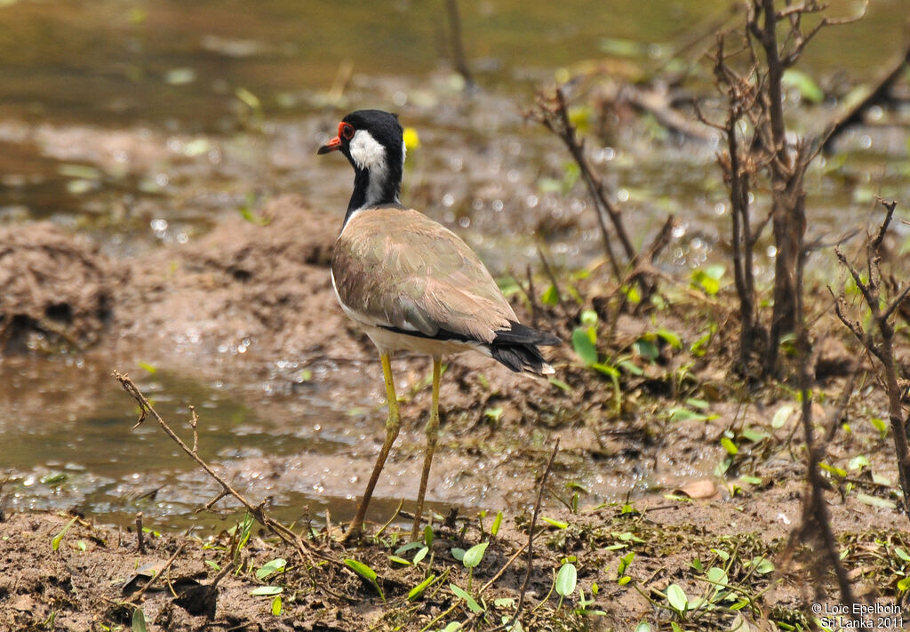 Red-wattled Lapwing