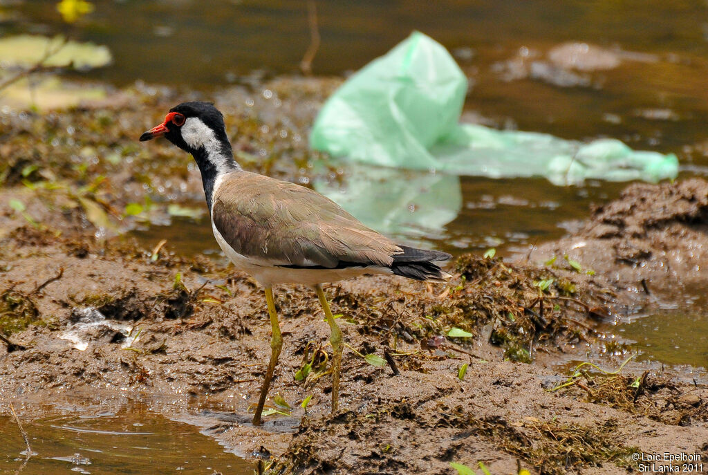 Red-wattled Lapwing