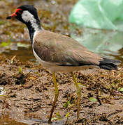 Red-wattled Lapwing