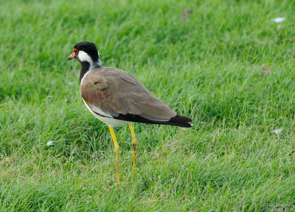 Red-wattled Lapwing