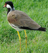 Red-wattled Lapwing