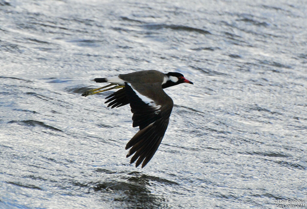 Red-wattled Lapwing