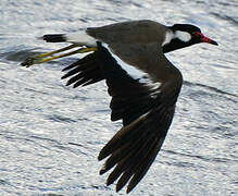 Red-wattled Lapwing