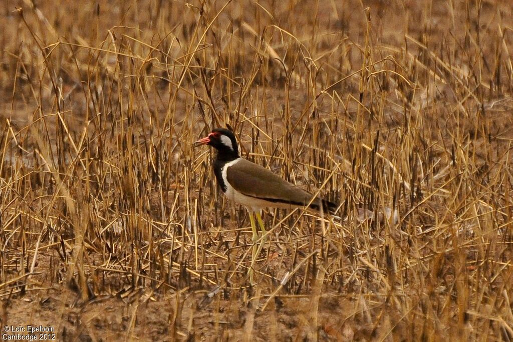 Red-wattled Lapwing