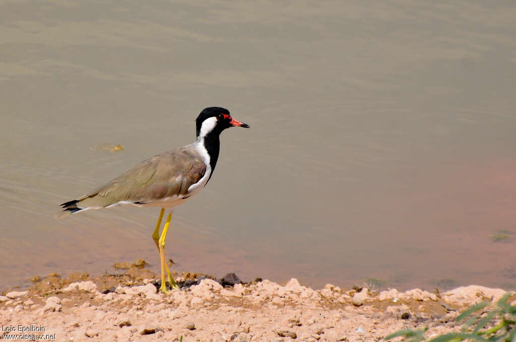 Red-wattled Lapwingadult, identification