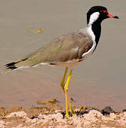 Red-wattled Lapwing