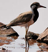 Red-wattled Lapwing