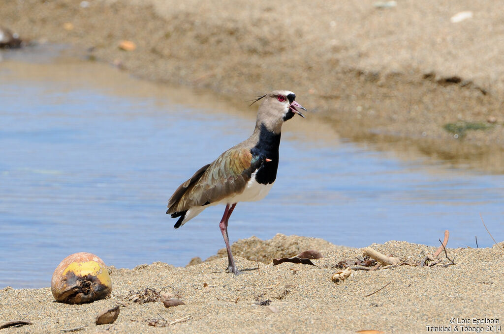 Southern Lapwing