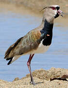 Southern Lapwing