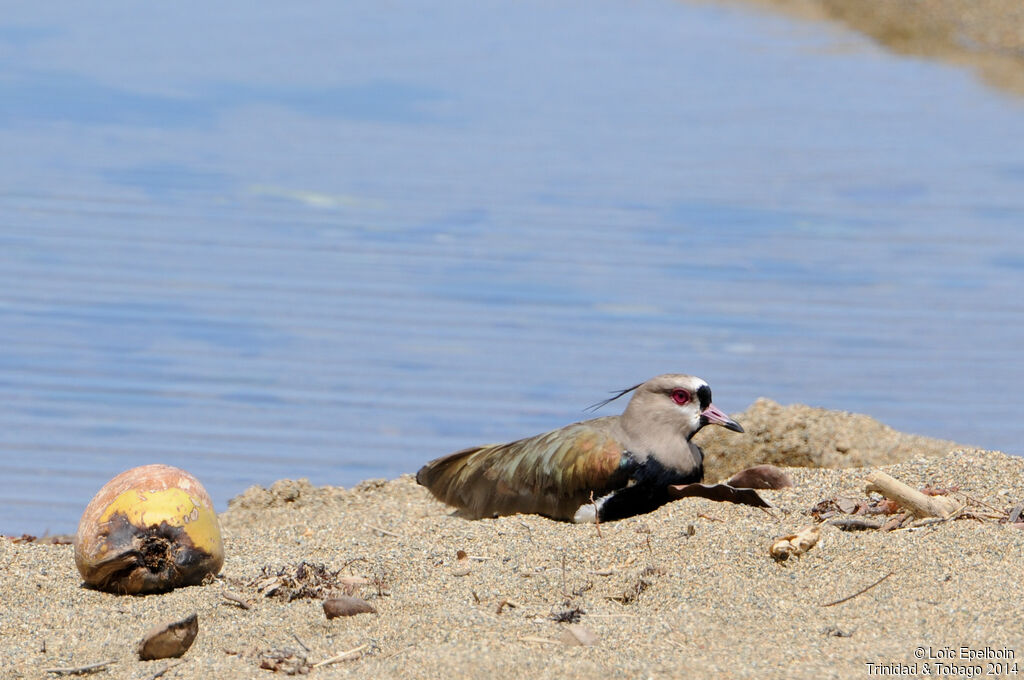 Southern Lapwing