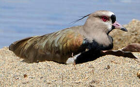 Southern Lapwing