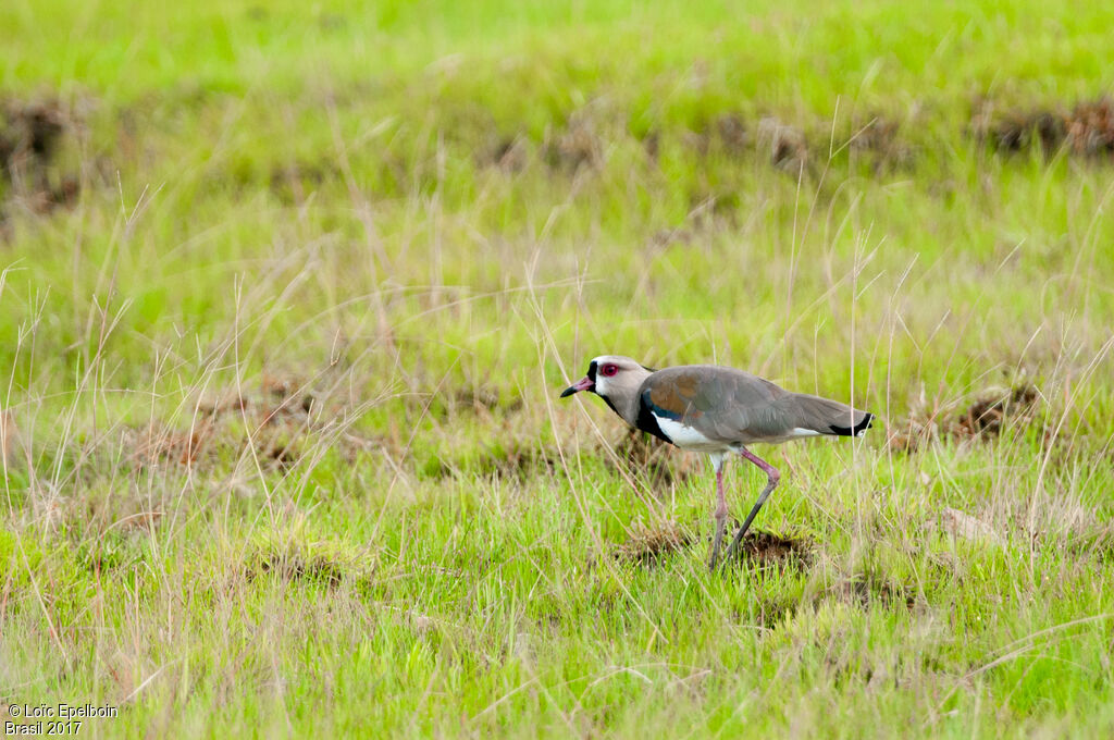 Southern Lapwing