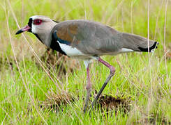 Southern Lapwing