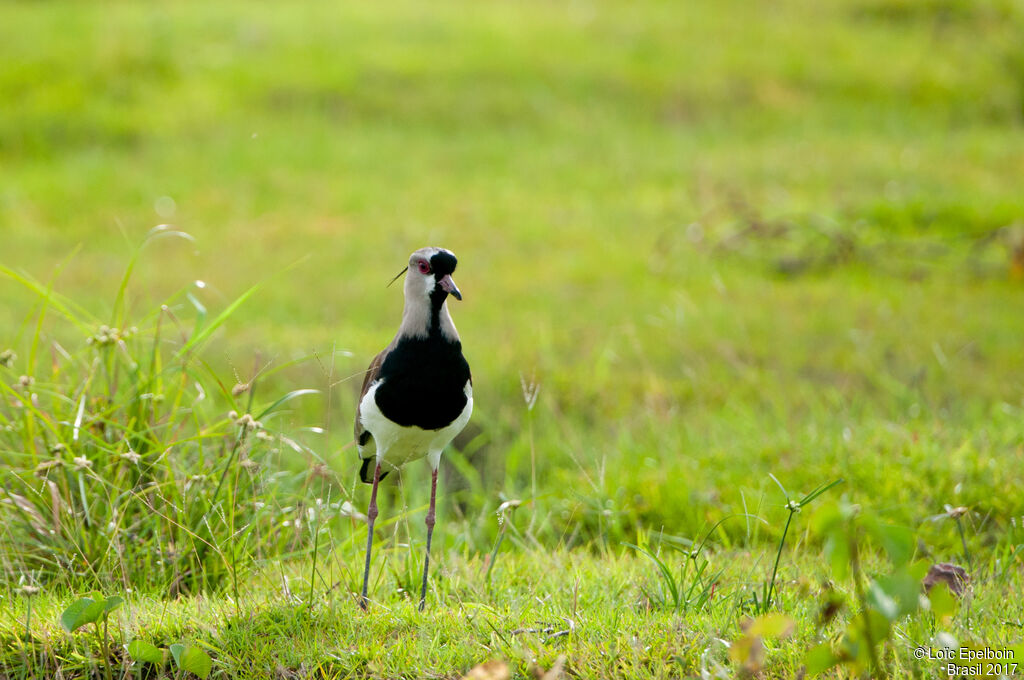 Southern Lapwing