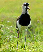 Southern Lapwing