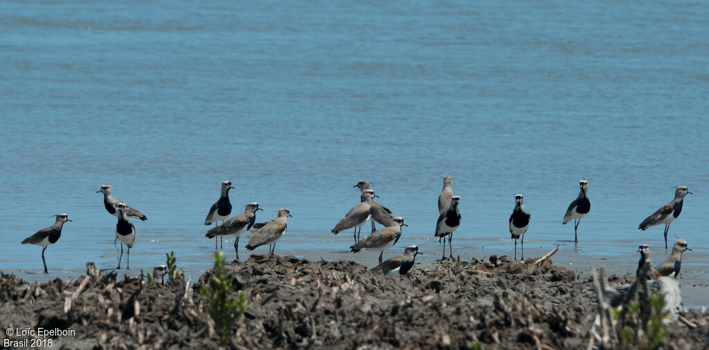 Southern Lapwing