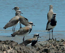 Southern Lapwing