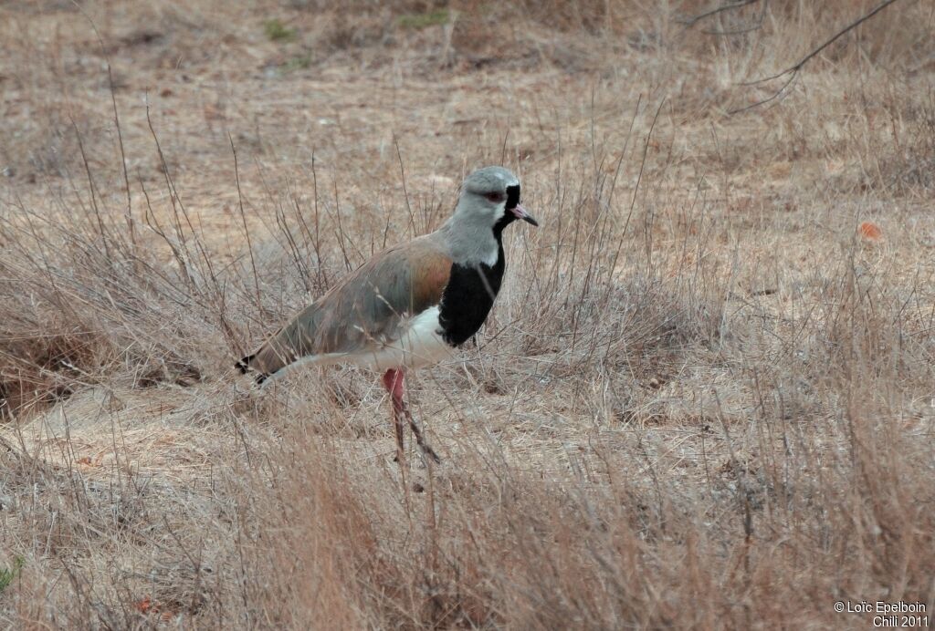 Southern Lapwing