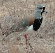 Southern Lapwing