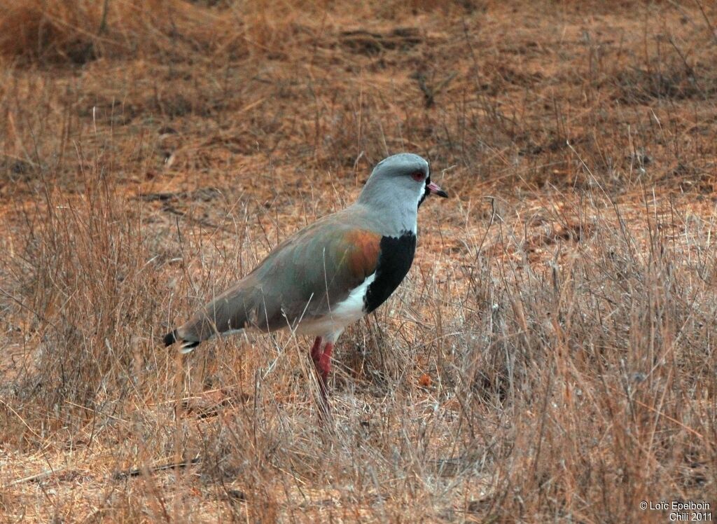 Southern Lapwing