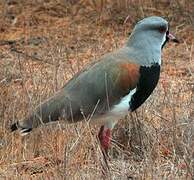 Southern Lapwing