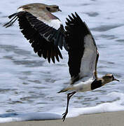 Southern Lapwing