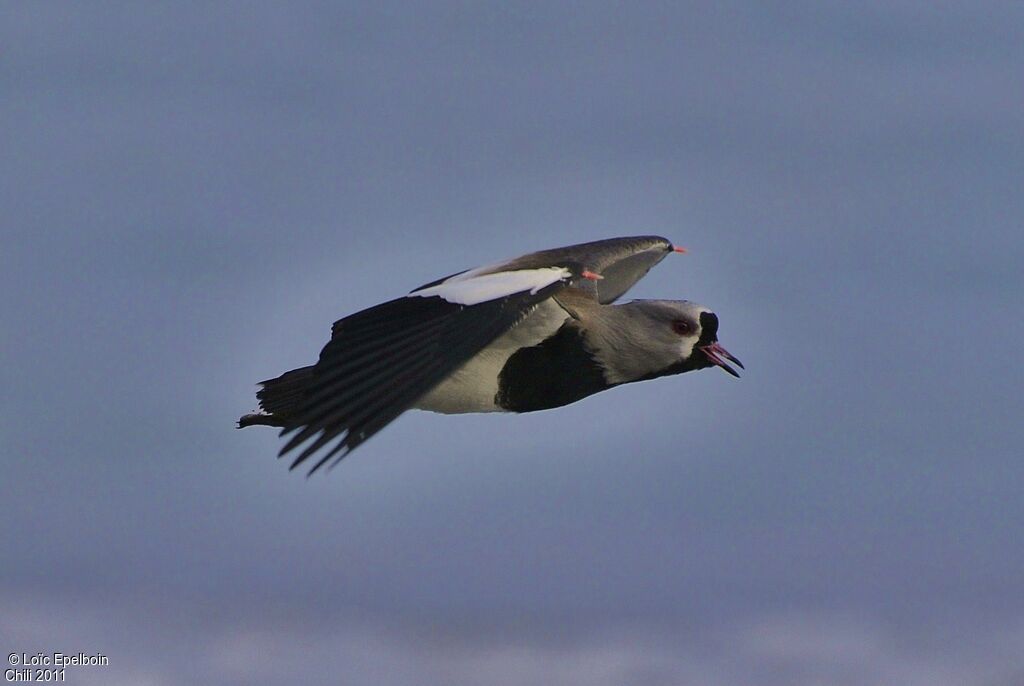 Southern Lapwing