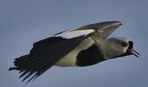 Southern Lapwing