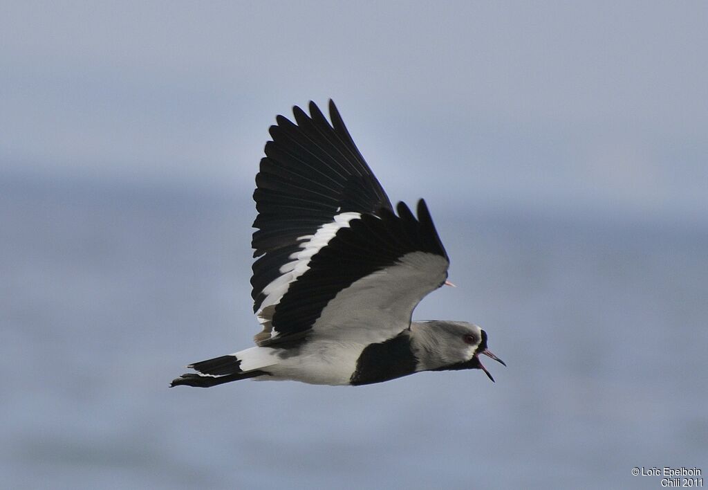 Southern Lapwing