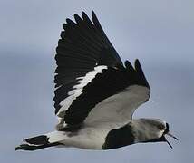 Southern Lapwing