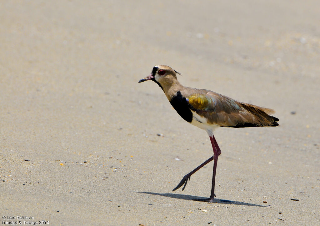 Southern Lapwing