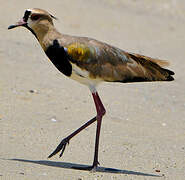 Southern Lapwing