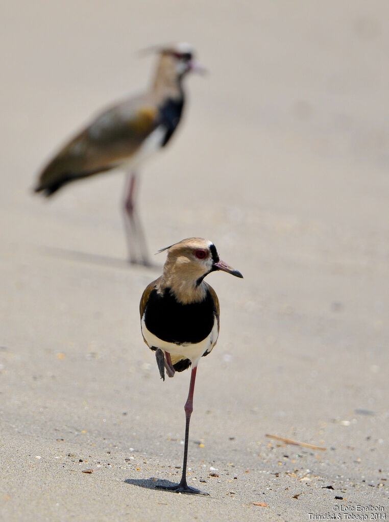 Southern Lapwing