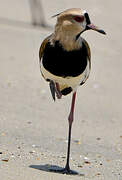 Southern Lapwing