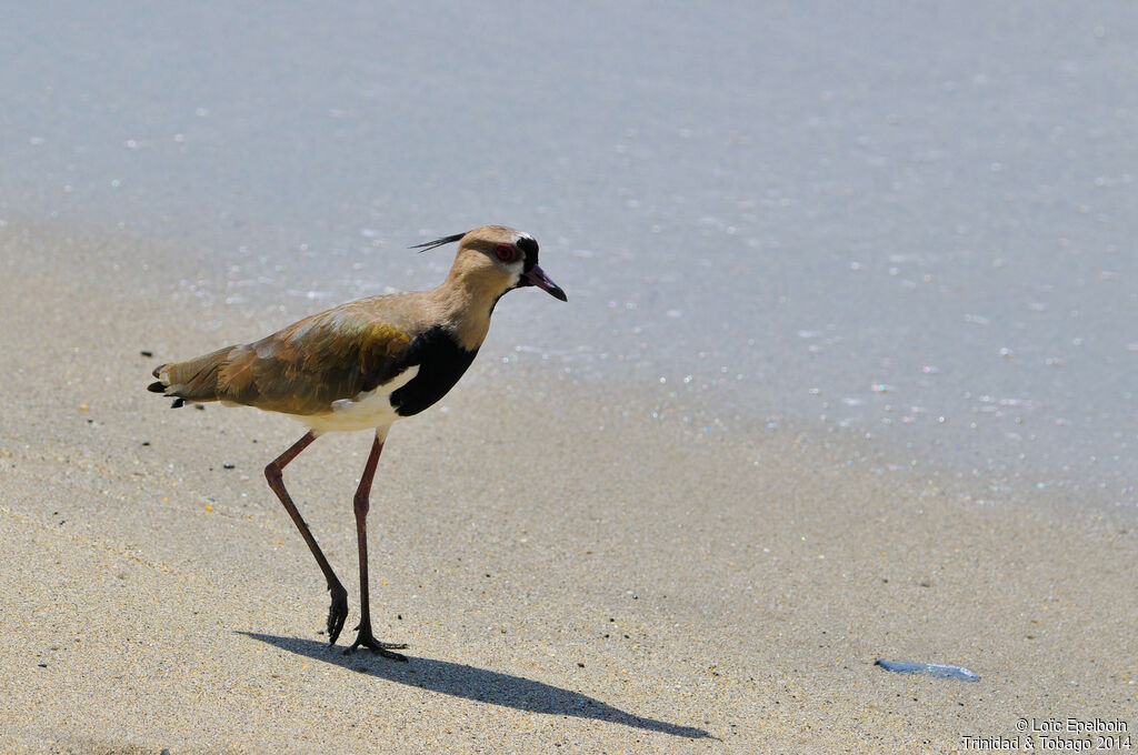 Southern Lapwing