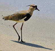 Southern Lapwing